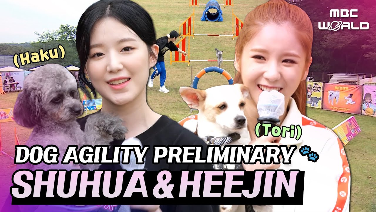 [C.C.] Small but Fast! Shuhua's Haku and Heejin's Tori in a Dog Agility Competition🐶 #SHUHUA #HEEJIN