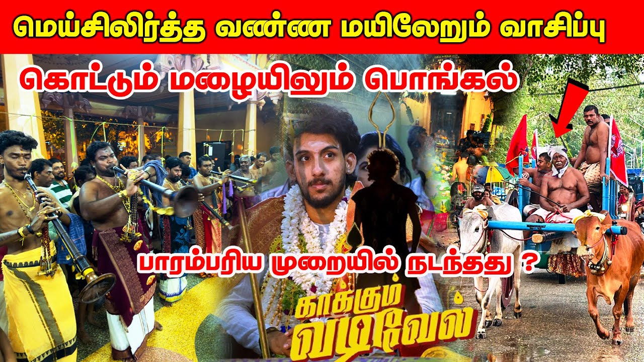 மெய்சிலிர்த்த வண்ண மயிலேலும்.. வாசிப்பு/ கொட்டும் மழையிலும் பொங்கல்/ பாரம்பரிய முறையில் நடந்தது?