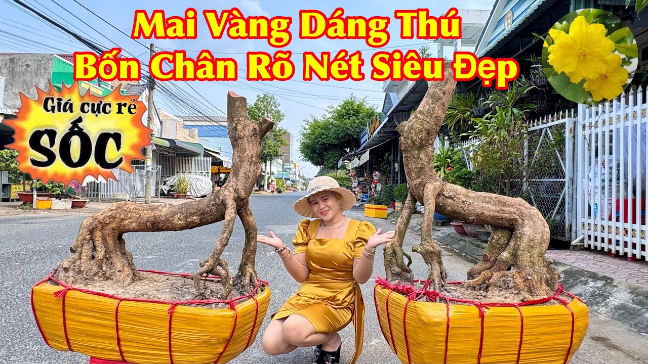 19/01/2026.Giao Lưu 7 Cây Mai Xù Bonsai Dáng Thú Rất Đẹp Giá Rẻ Sinh Viên | ĐT: 0919.755.533