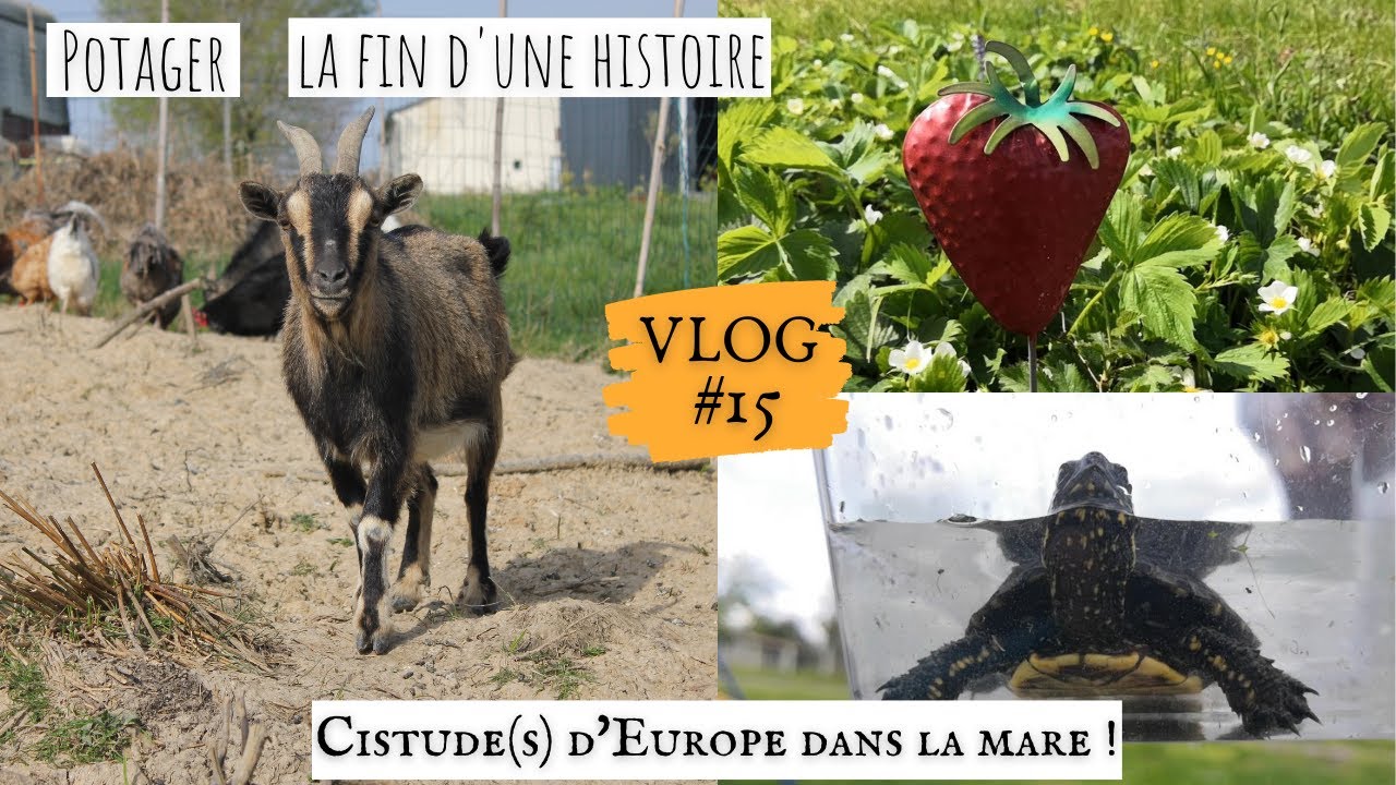 La fin d'une histoire, potager & cistude d'europe !#VLOG 15