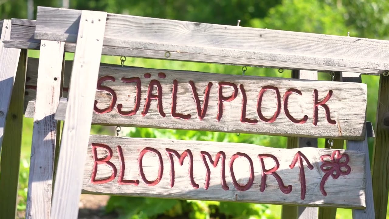 Sj&auml;lvplock, bubbelv&aring;fflor och unik honungsglass hos Fr&ouml; till honung i Vikarbyn
