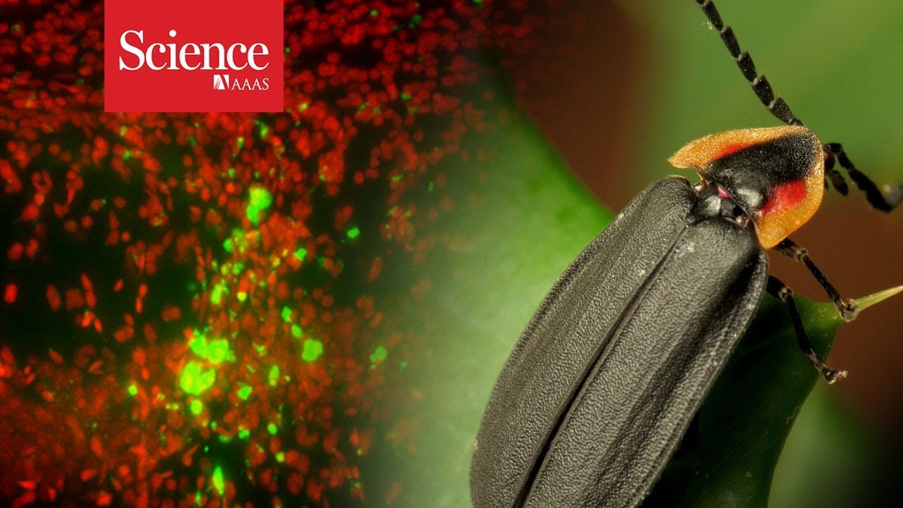 Tracking live cells deep within animals’ bodies