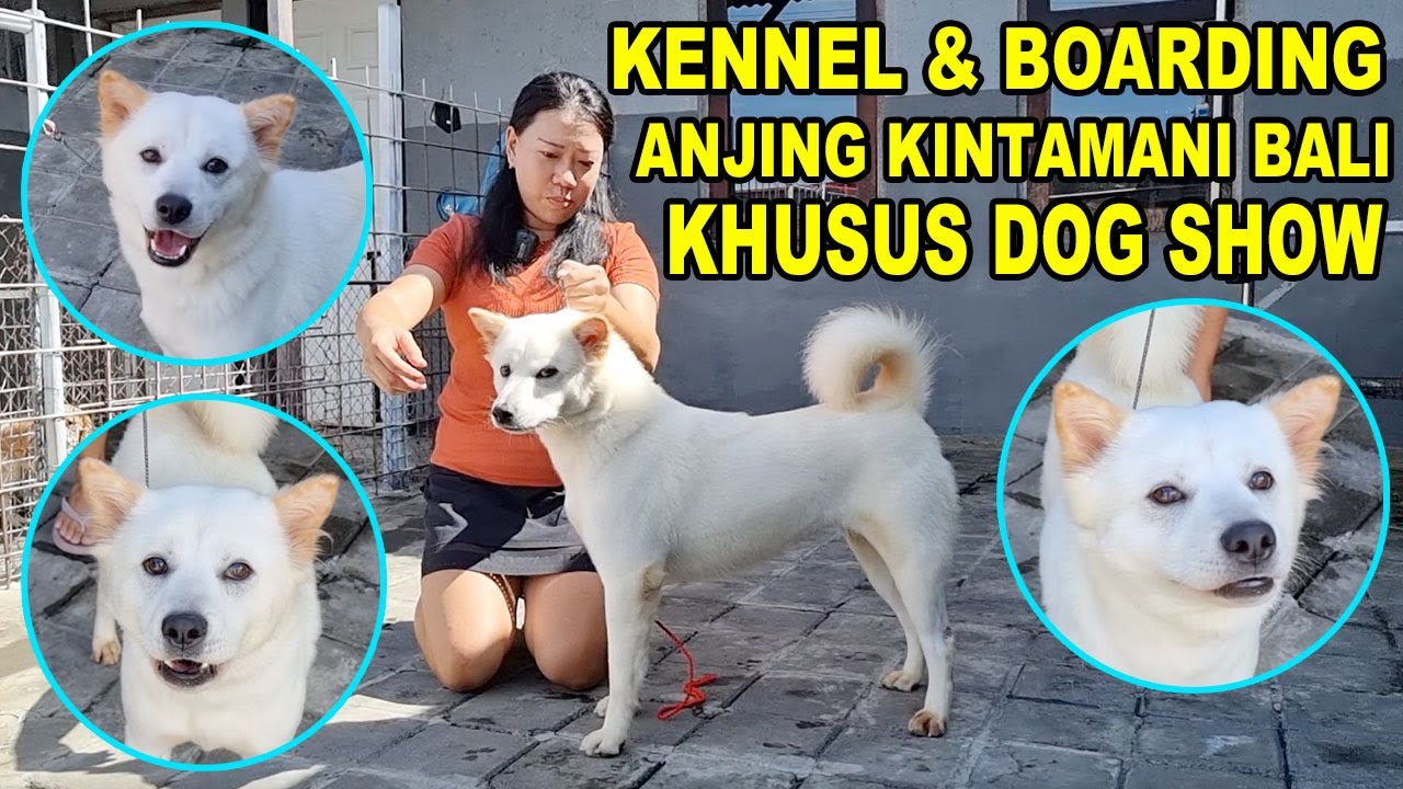 Pelatihan Khusus Anjing Kintamani Bali Show - Windsor Kintamani