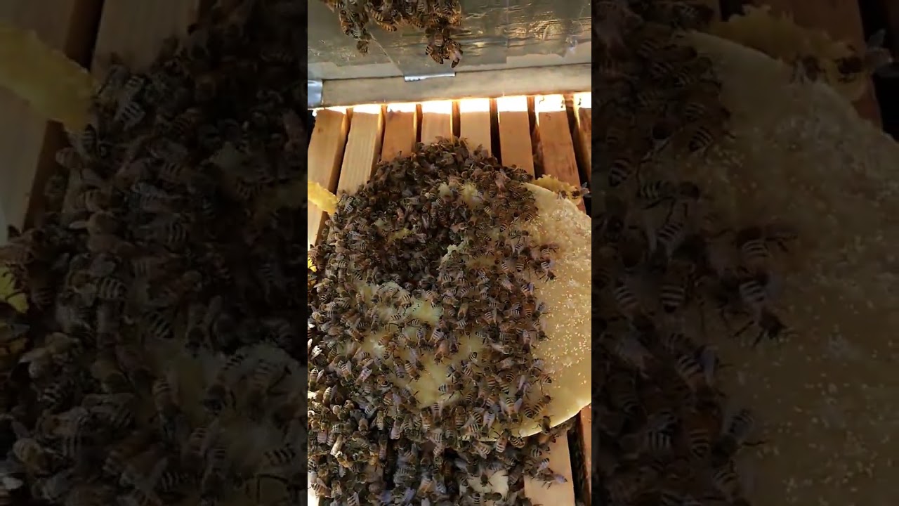 #pszczoły #pszczelarstwo #pasieka #pszczeleciekawostki #pszczelarz #miod #ule #bees #honey #vlog