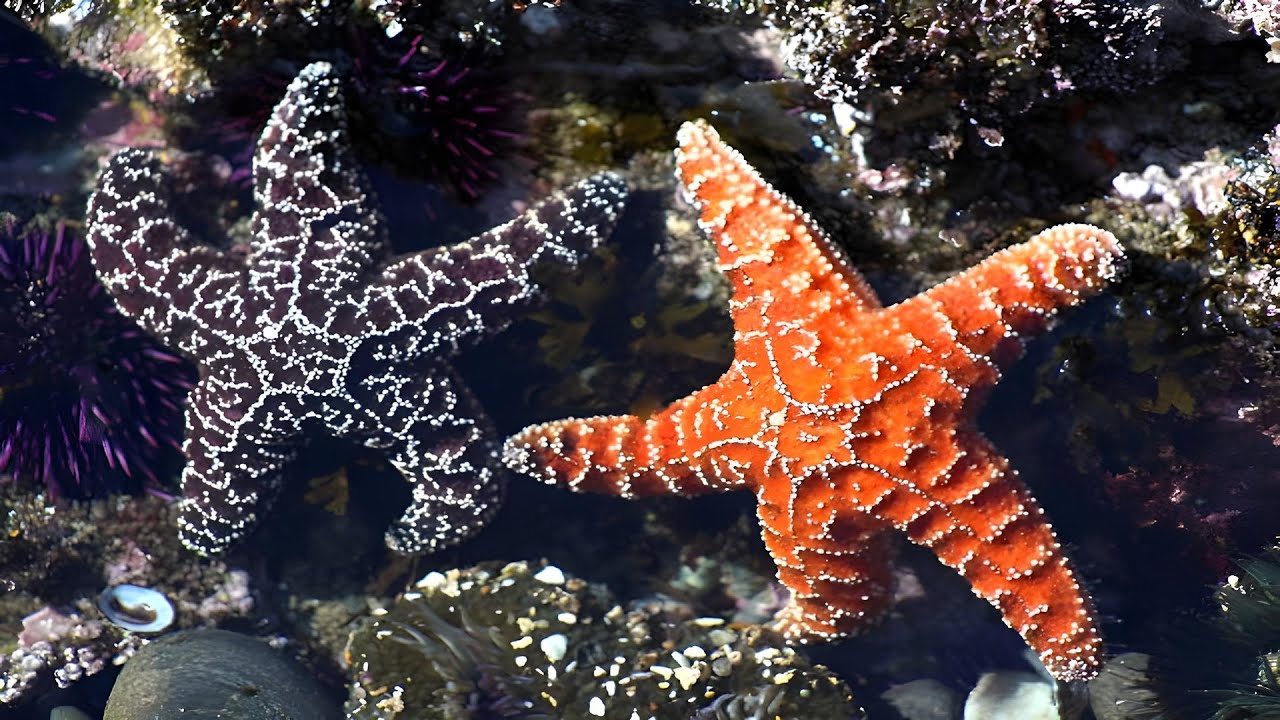 Starfish | No Brain, No Heart &mdash; Still Immortal?