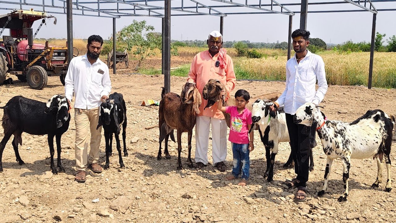 BEST QUALITY BITAL GOATS AVAILABLE IN MANE GOAT FARM MOHOL (FOR SALE)7028756659/7276257336