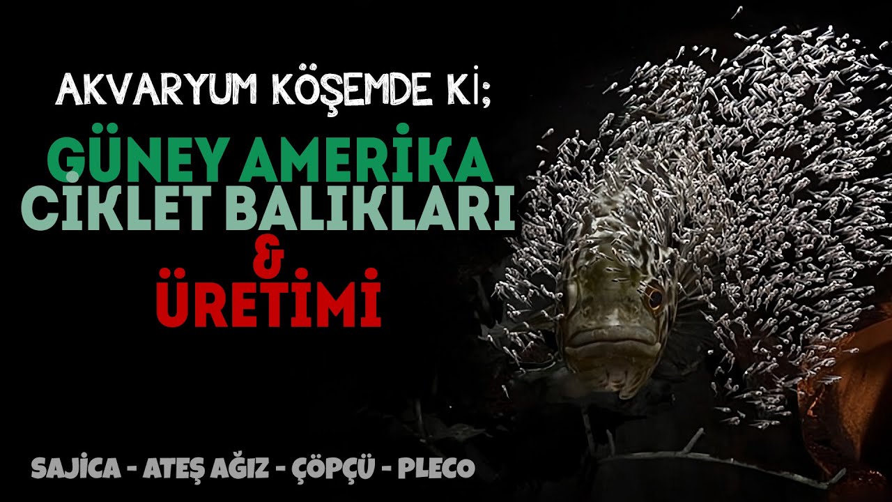 GÜNEY AMERİKA AKVARYUMLARI ve 150+ YAVRULU SAJİCA AİLESİ | Cichlidler - Çöpçüler - Vatozlar
