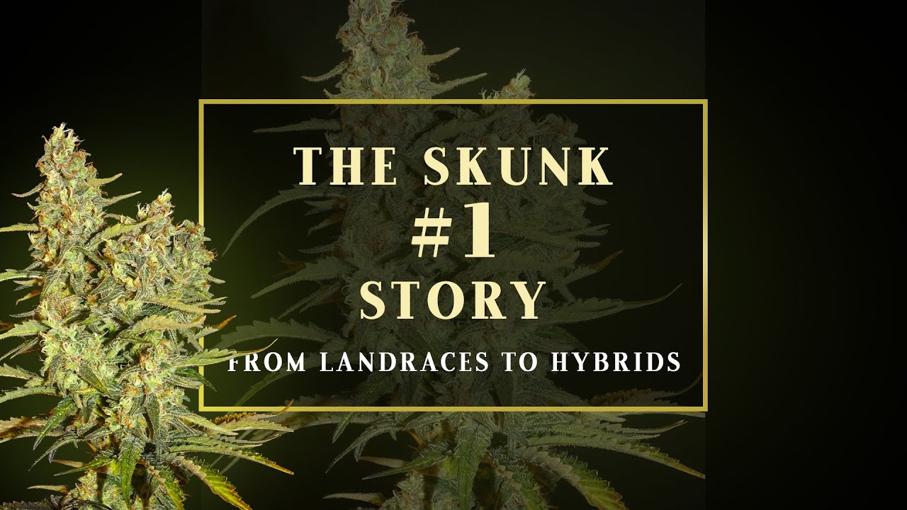 Происхождение сорта Skunk #1 | Первая революция в селекции каннабиса