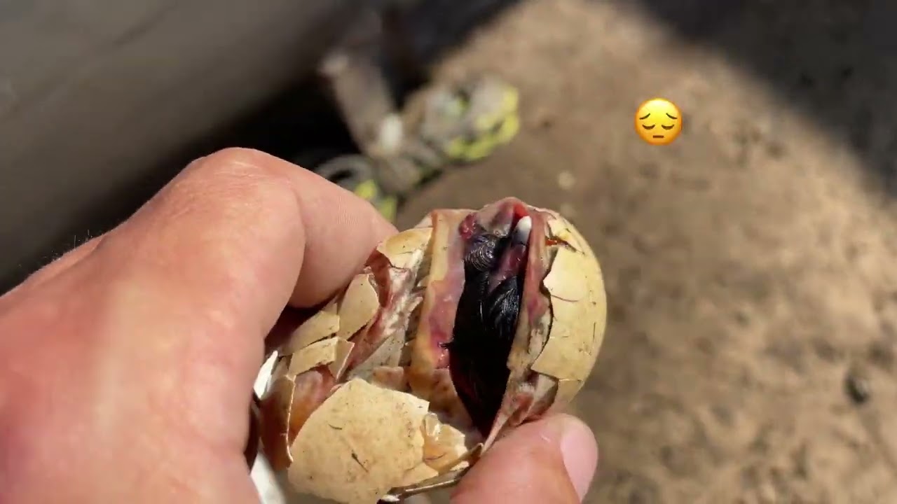 Мен жайлы аз ақпарат #балапандар#неге#өлді#адлер#австралоп