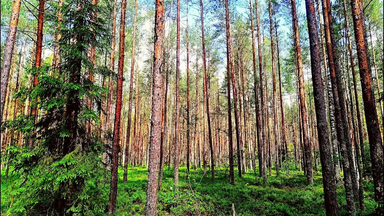 Лесная терапия в формате 4K 🌲 Спокойное пение птиц и целебные звуки природы