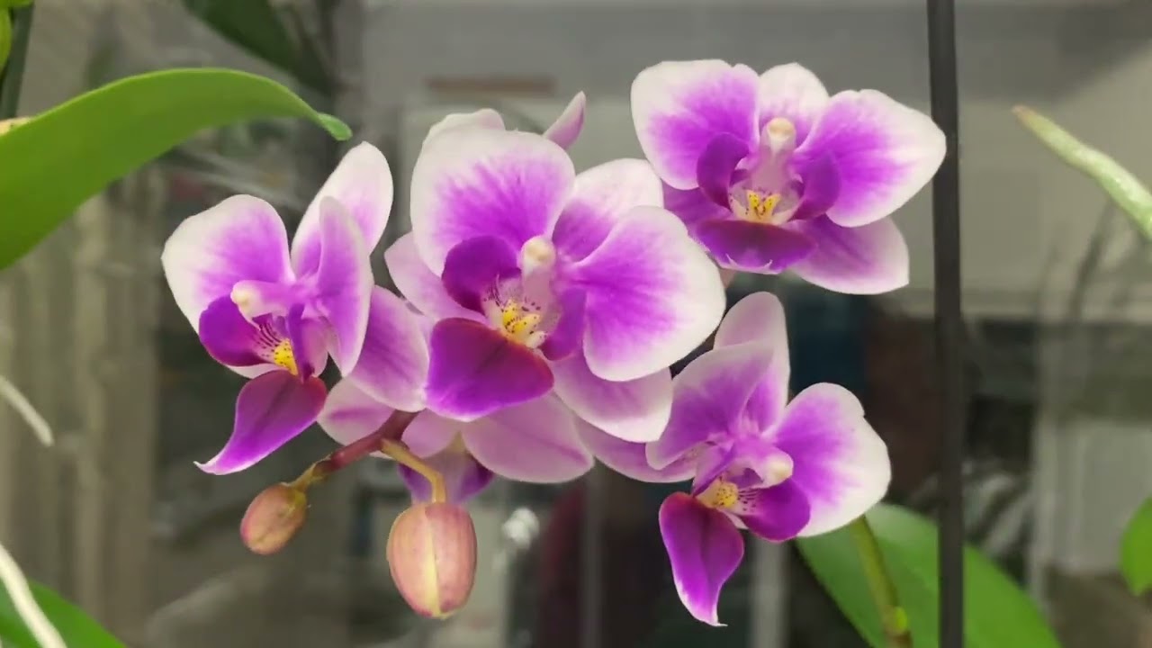 My beautiful orchid #plants 