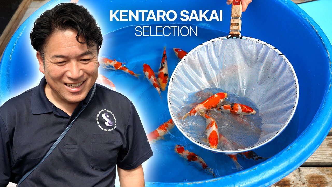 How to Pick the BEST Koi Fish With Kentaro Sakai (Sakai Fish Farm) pt.1