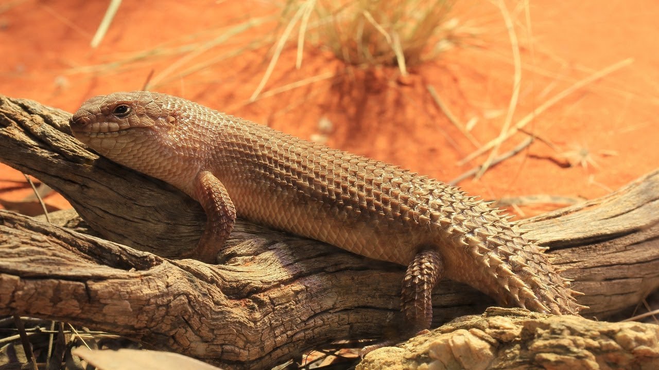 GIDGEE SKINK  #Egernia stokesii