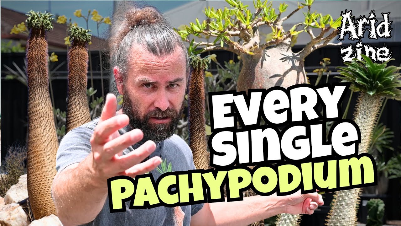 Pachypodiums: a guide to the thick-trunked succulent punks