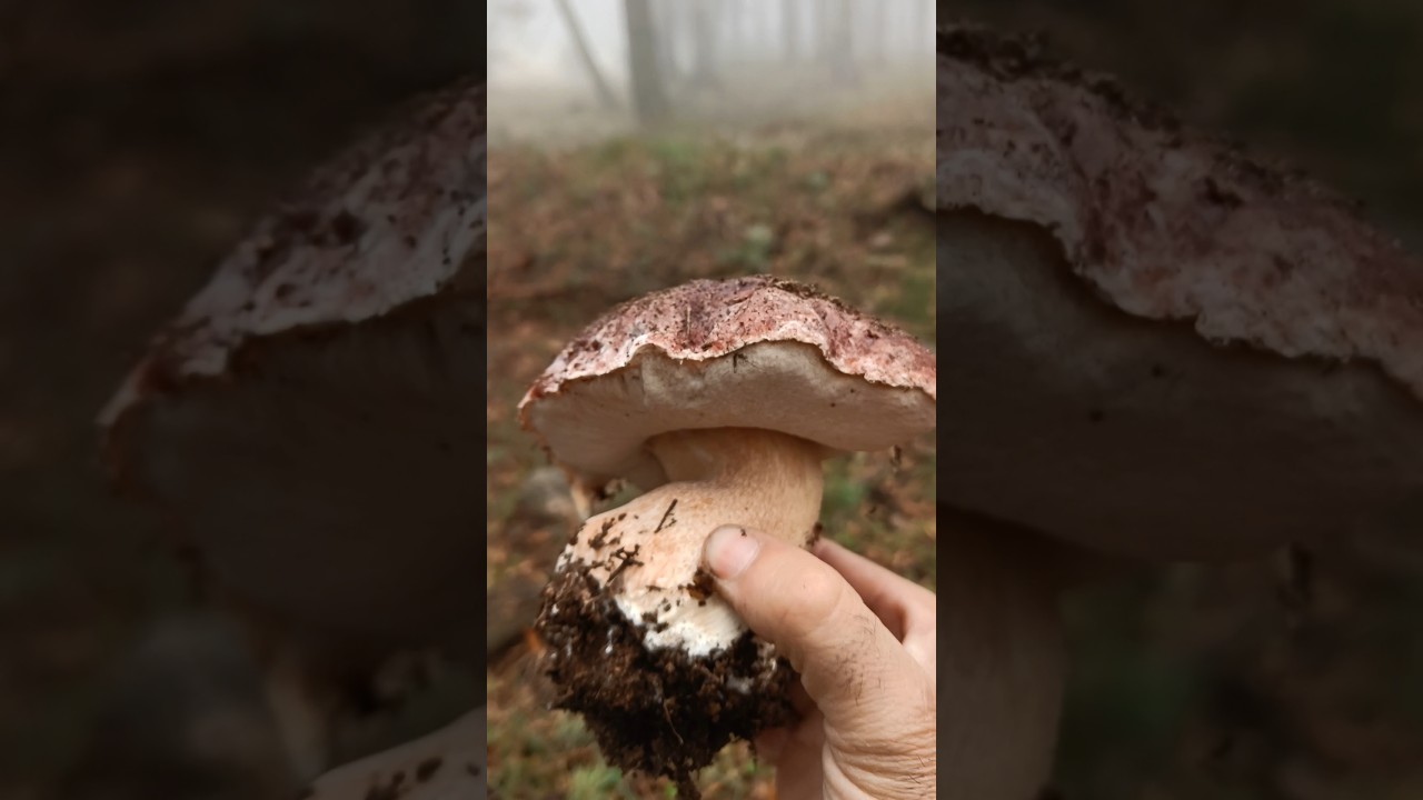 BOLETUS PINICOLA #boletus #porcini #cepes #setas #mushroom #sierra #madrid