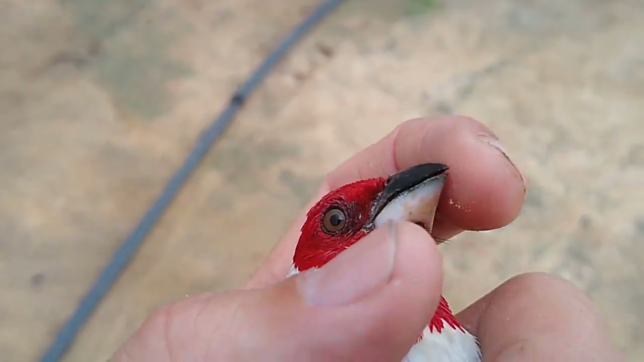 COMO SABER SE O GALO DE CAMPINA É MACHO OU FÊMEA - UMA DICA SOBRE GALO DE CAMPINA MACHO