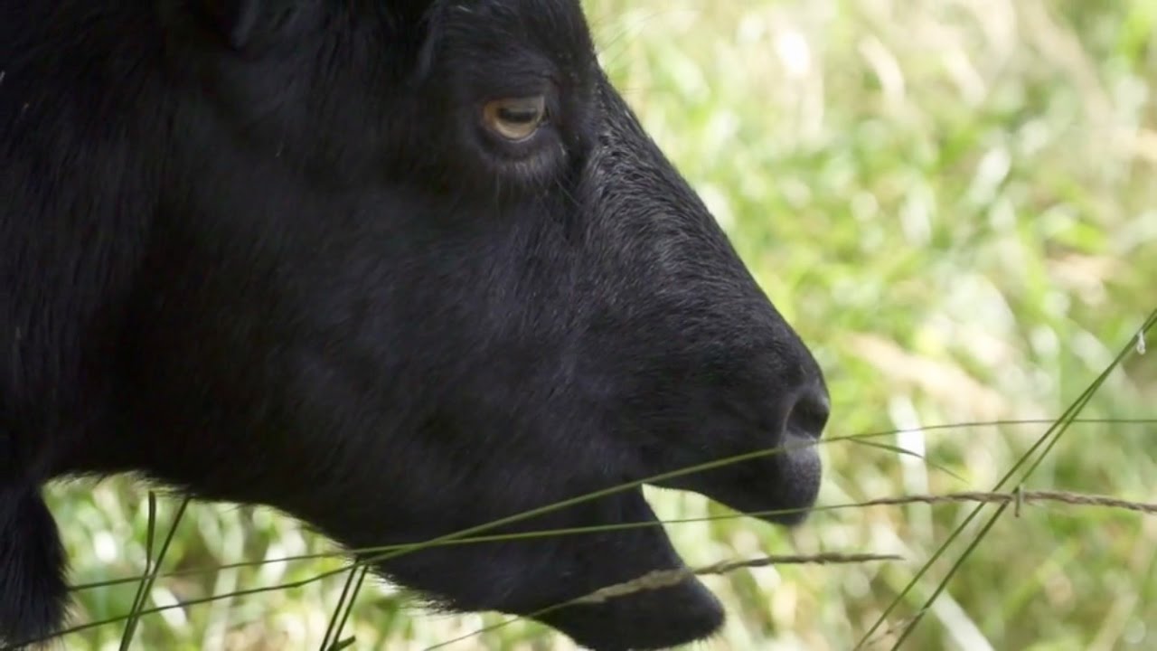 Capra Nera di Verzasca