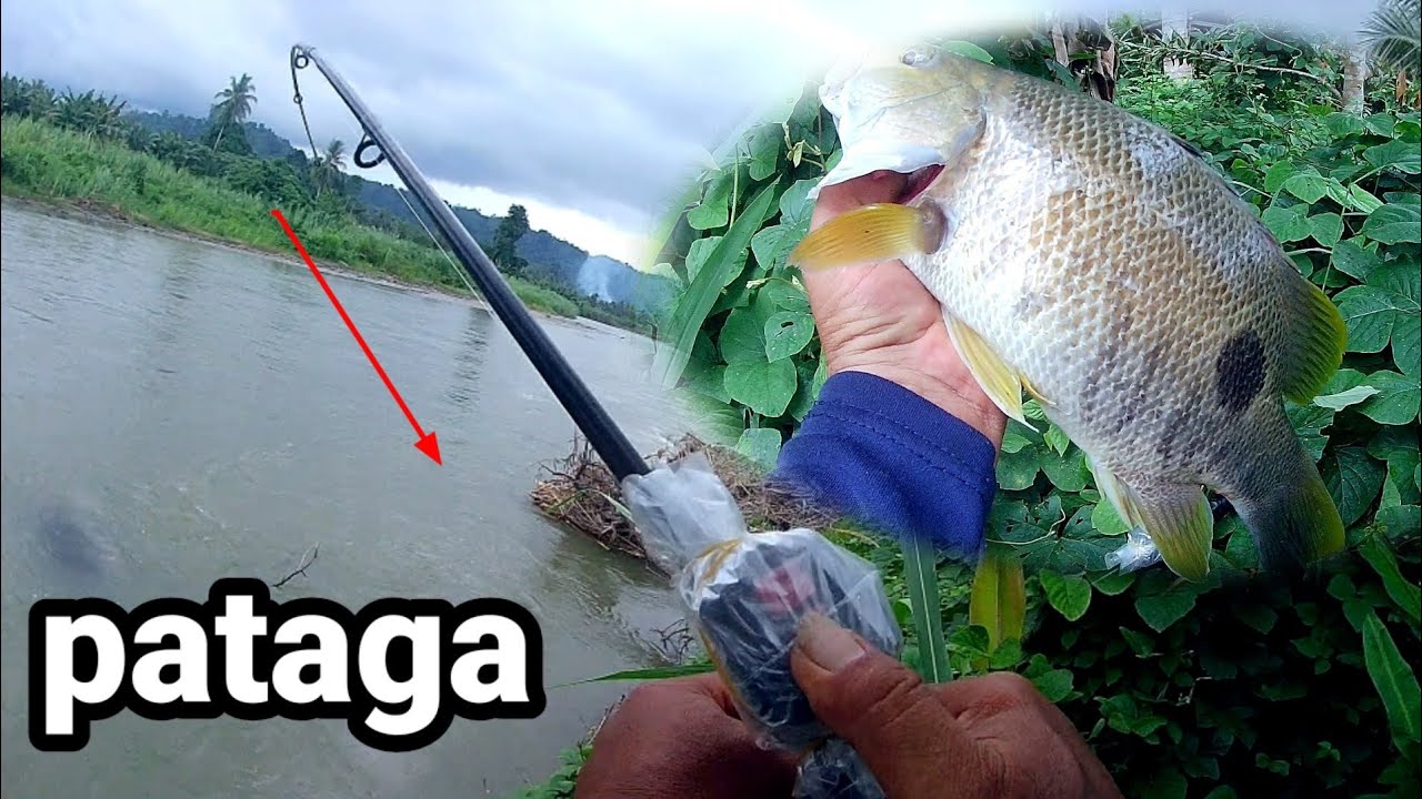 MANCING KAKAP AIR TAWAR UMPAN UDANG HIDUP