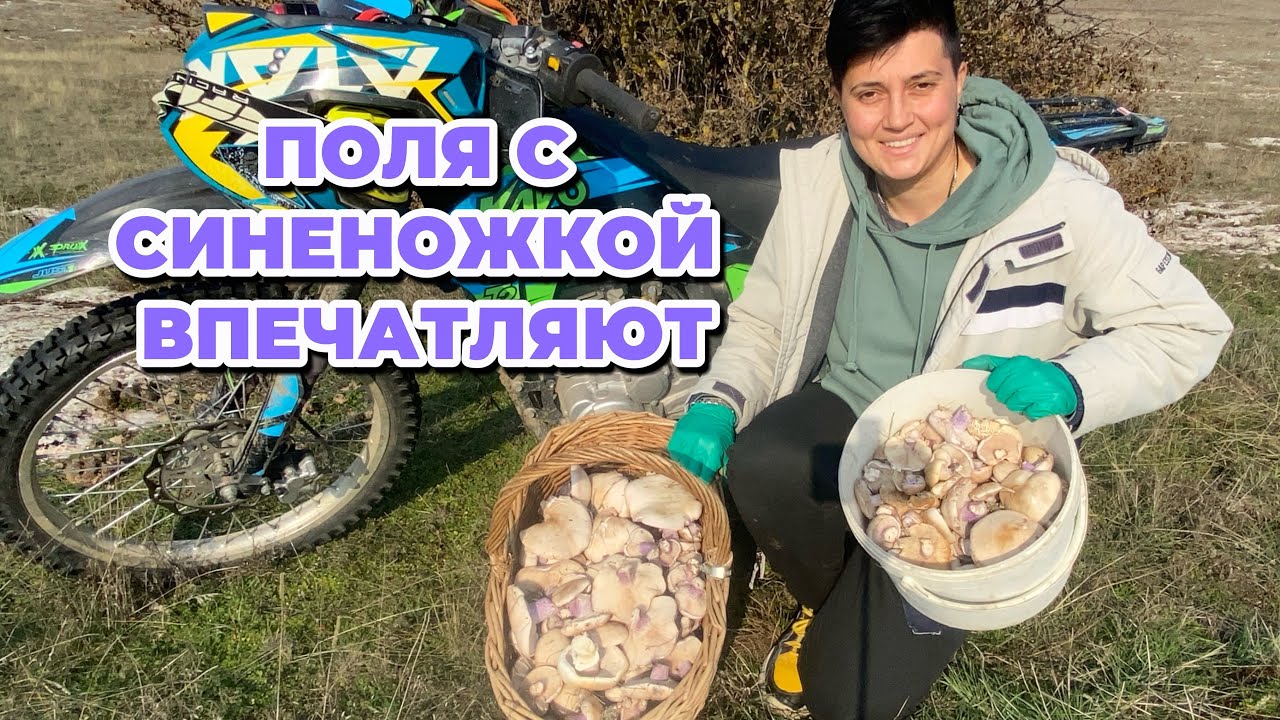 ВОТ ТАКАЯ ВОТ МЯСИСТАЯ СИНЕНОЖКА В ЭТОМ ГОДУ. В Крыму разгар грибного сезона 