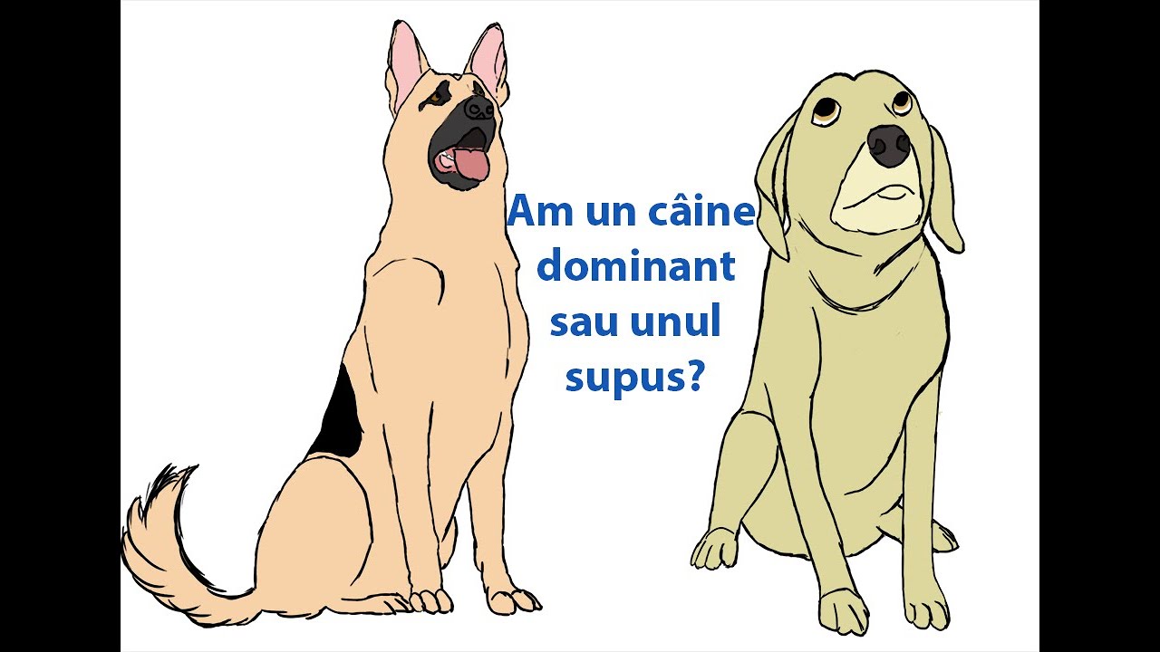 Am un caine dominant? - Comportamentul cainelui dominant