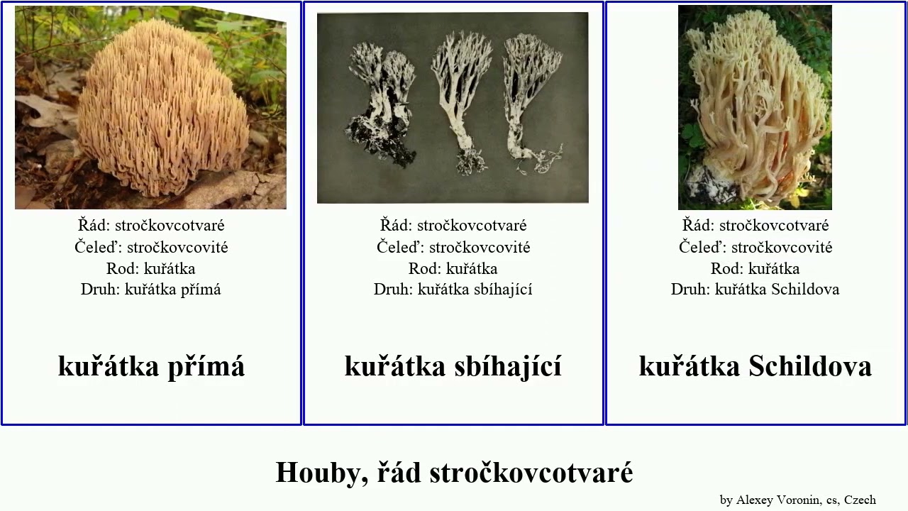 Houby, ř&aacute;d stročkovcotvar&eacute; kuř&aacute;tka fungus kavinovka smržovec kyj narůžověl&aacute; plih&aacute; červen&aacute; žlut&aacute;
