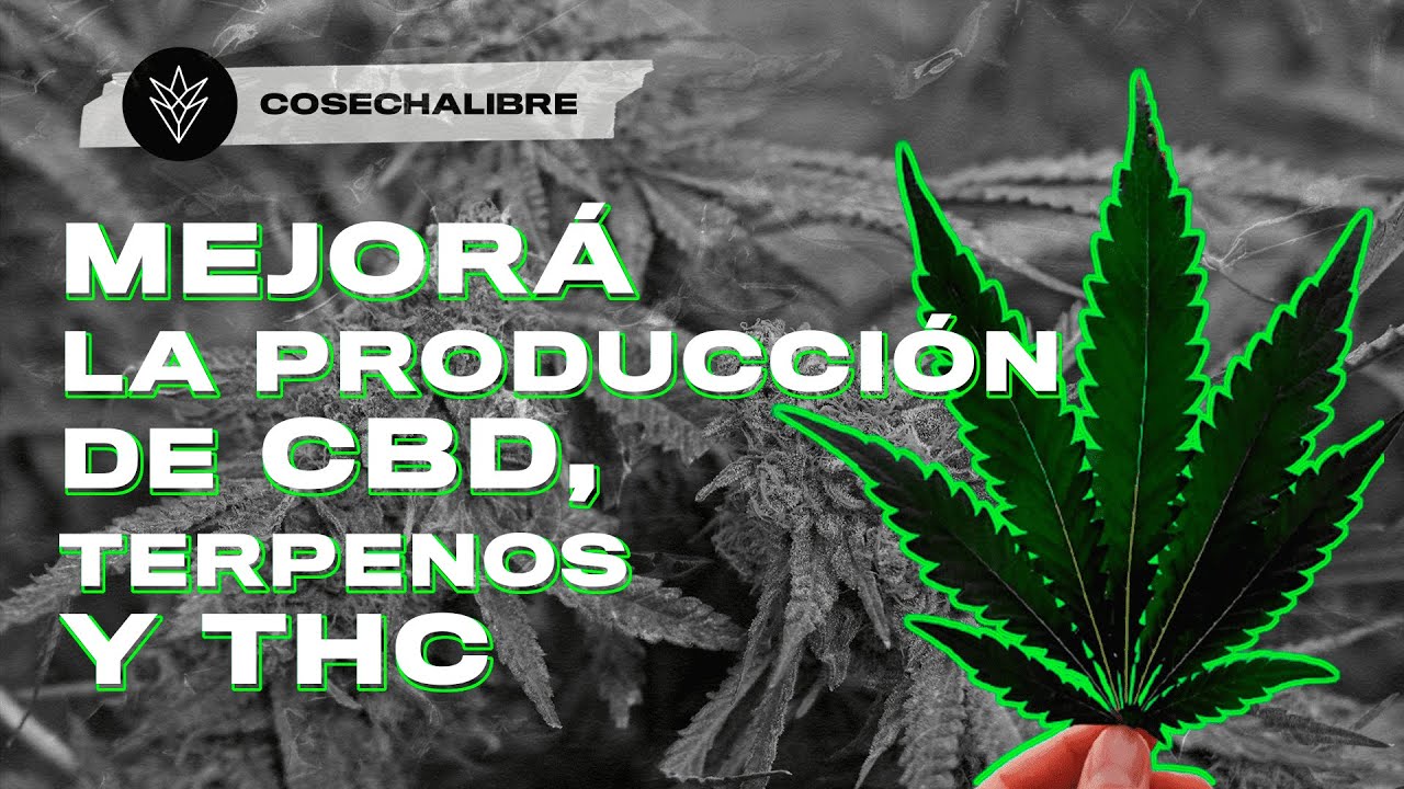 &iquest;C&oacute;mo mejorar la producci&oacute;n de cannabinoides, terpenos, CBD y THC? - Curso de cultivo de cannabis