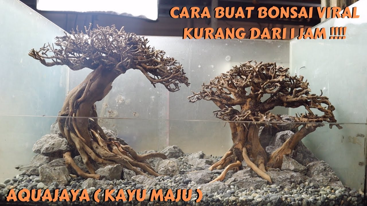 CARA BUAT BONSAI AQUASCAPE KEREN KURANG DARI 1 JAM, DI KAYU MAJU AQUAJAYA