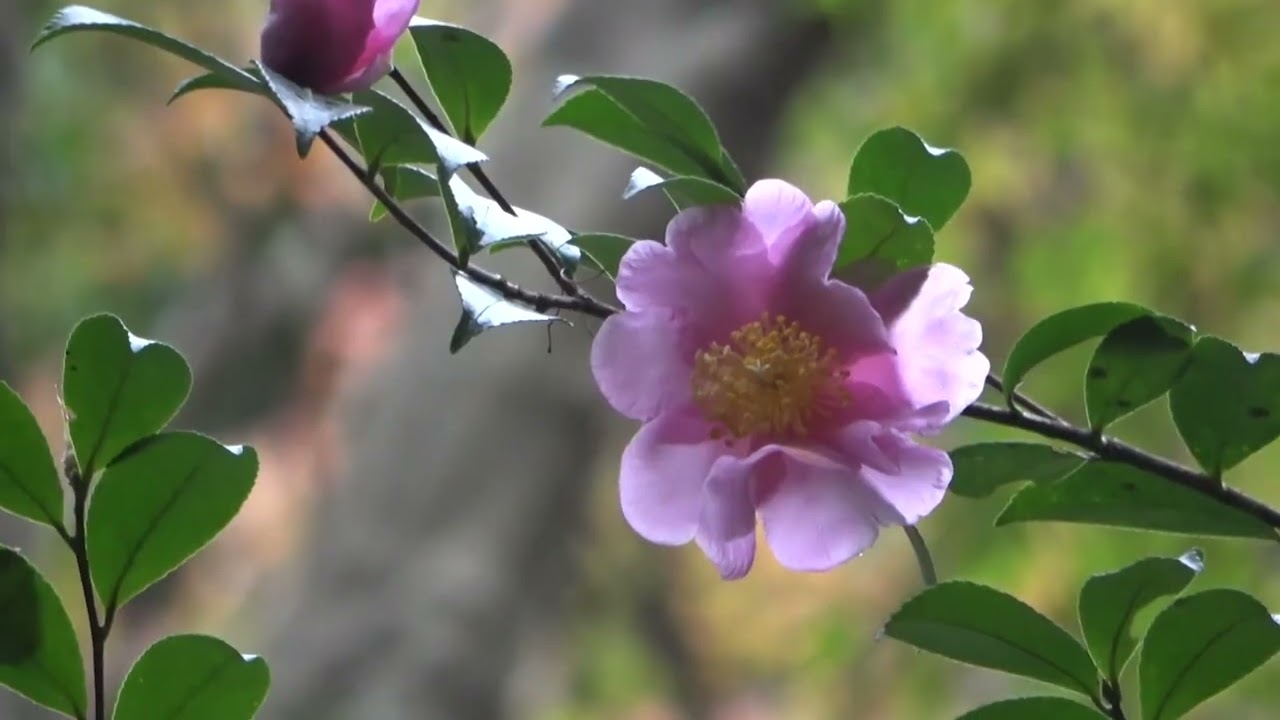 ワイエムエス　フレンドリー　白野江植物公園の紅葉と花めぐり（北九州市）　2025/12/03