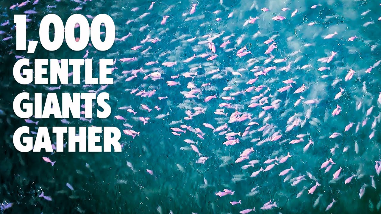 Dugongs Survive Only Where Seagrass Thrives&hellip;