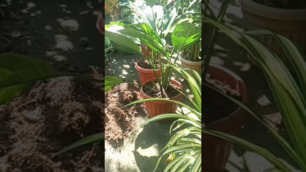 #plantitos/stress reliever