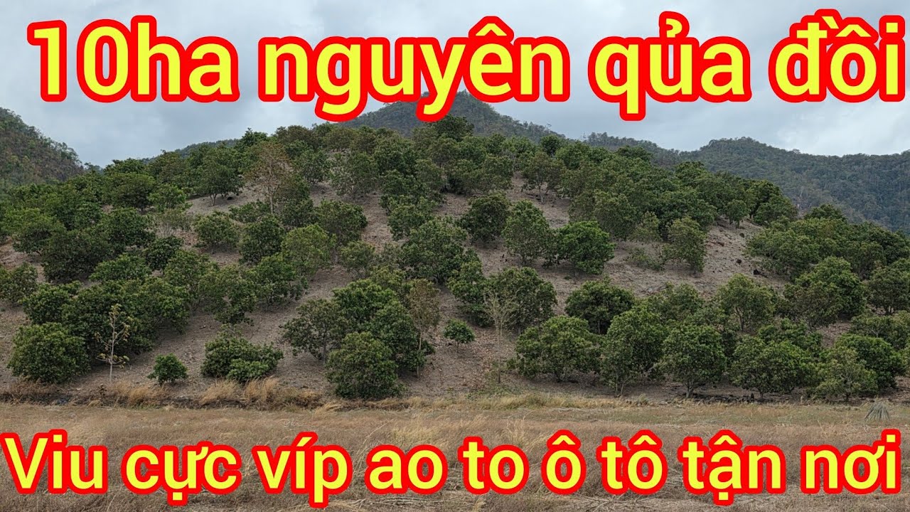 Cần nhượng bác nào làm nhà vườn thả heo là tuyệt vời 
