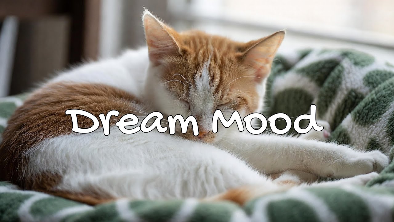 LIVE Calm Cat Nap Stream for Anxiety Relief 😌 | Season 1 | Playlist 🎧