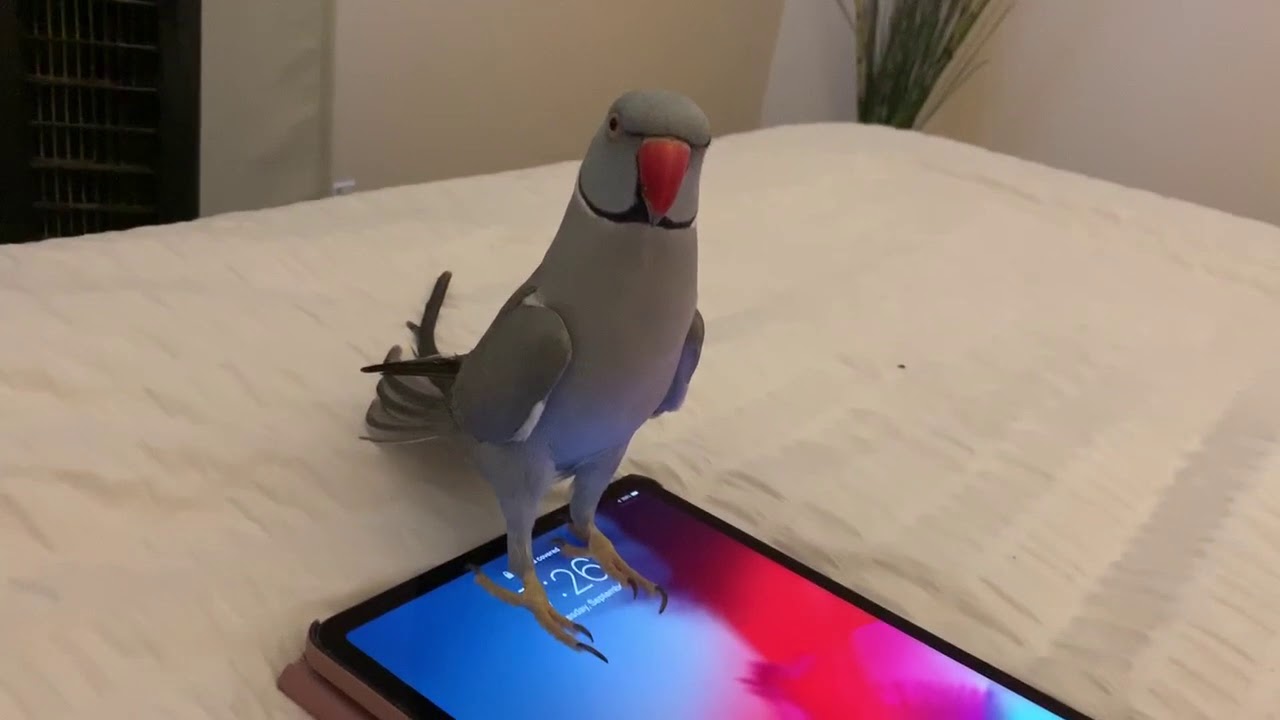 Indianring neck parrot- Milo tries to unlock an iPad