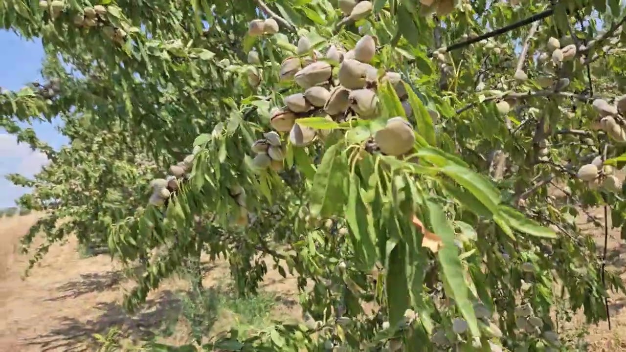 Mandorlo: Con un modesto apporto idrico la produzione &egrave; abbondante!