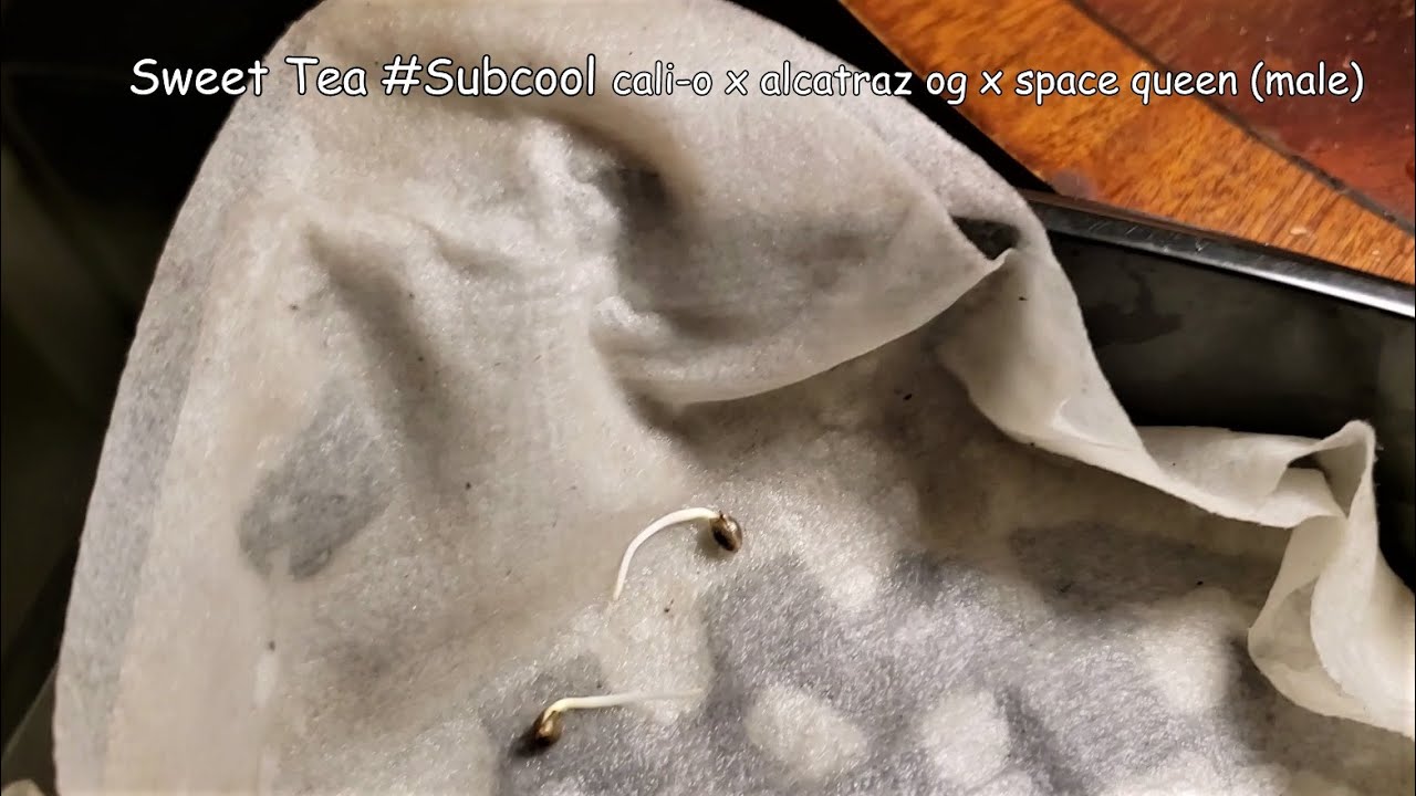 Dab 160 Sweet Tea sprouts TGA #Subcool