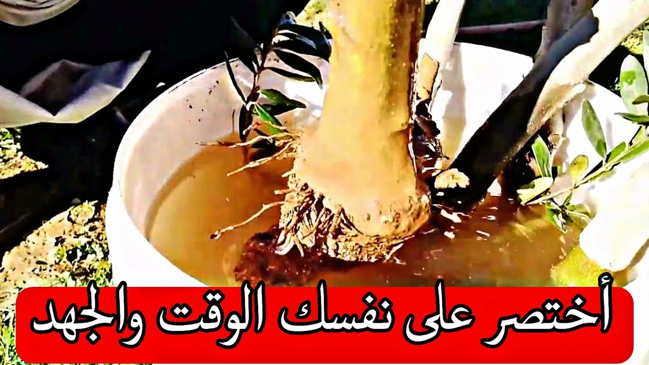 صناعة غراس زيتون عمرها 10 سنوات بسهولة 🌳