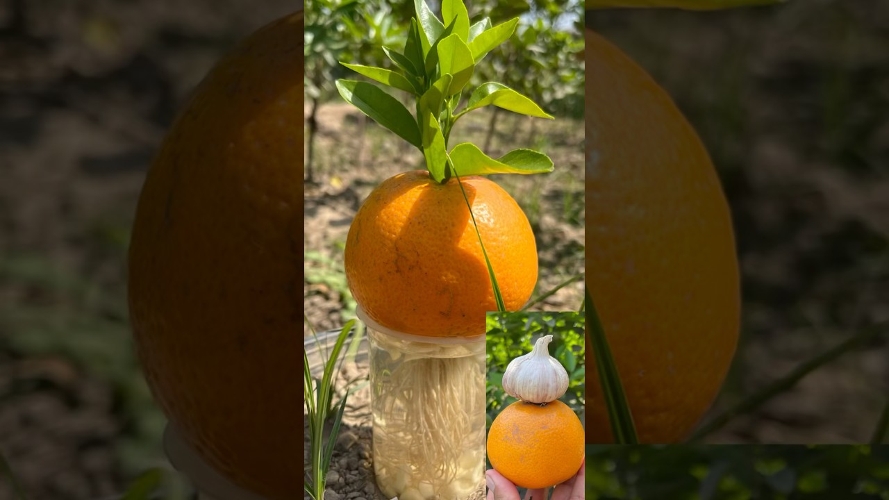 Orange🍊🍊 grow tricks with garlic🧄🧄 #fruit #orange #gardening