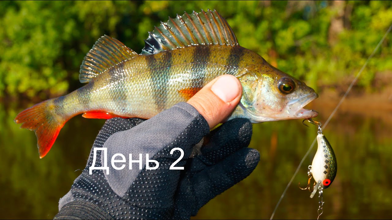Рыбалка в заливе Волги. 100 окуней на один воблер Tsuribito Deep Trap 45F-MR. День 2.