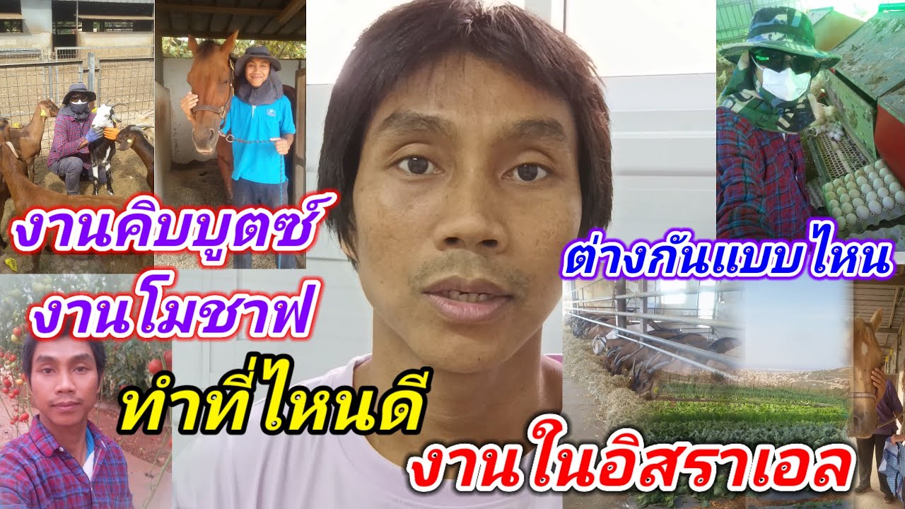 #แรงงานไทยในอิสราเอล#งานคิบบุตซ์งานโมชาฟในอิสราเอลเป็นแบบไหนดีกว่ากัน #แรงงานไทยในอิสราเอล