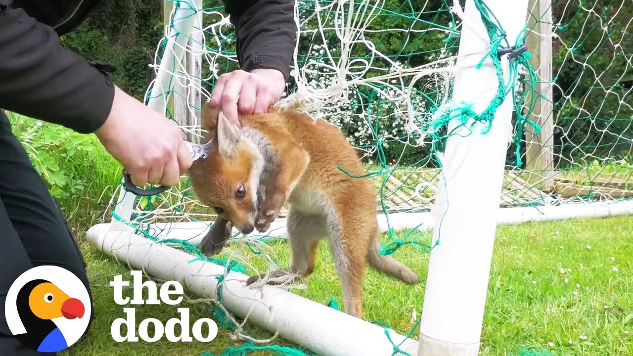 Baby Fox Stuck In Football Net Gets Rescued At Just The Right Time | The Dodo