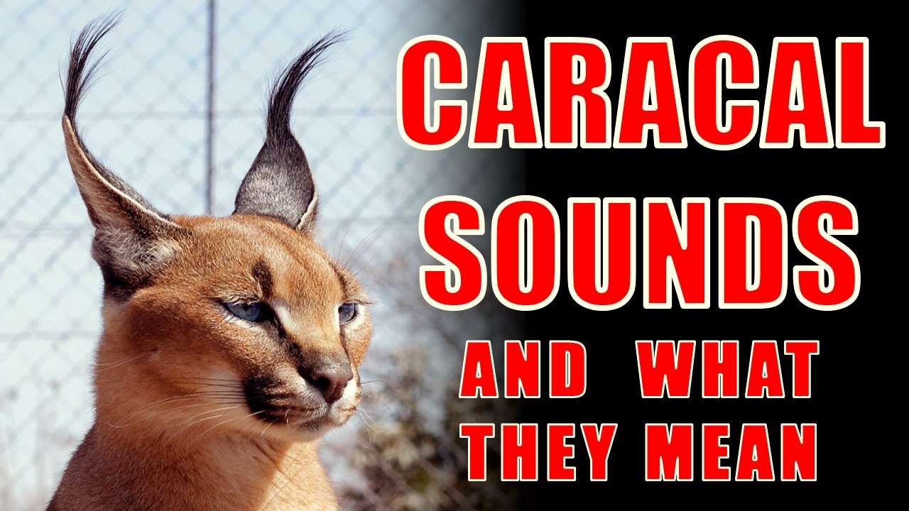 7 Caracal Sounds Explained: Wild Cat Communication
