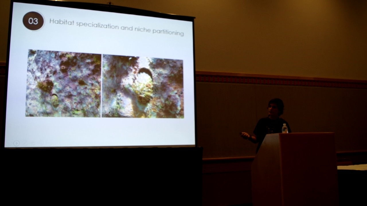 Lopes: A hotspot for marine speciation: the Cape Verde Islands Speciation