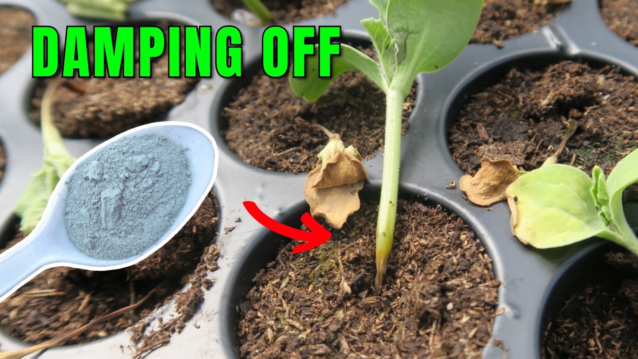 como usar TRICHODERMA para eliminar el DAMPING OFF | Pythium o mal del talluelo