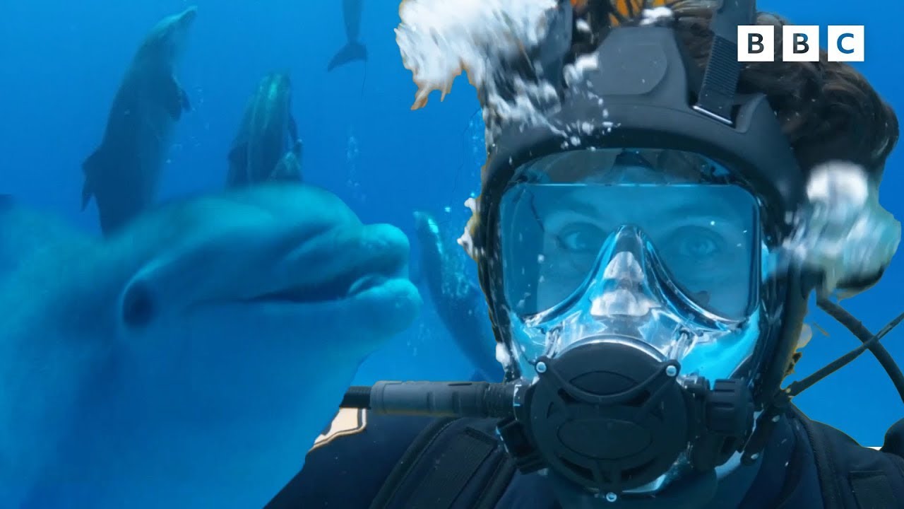 What Animals Can you Find under the Sea? | Andy's Amazing Adventures