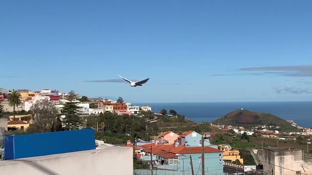 Buchón Valenciano en vuelo