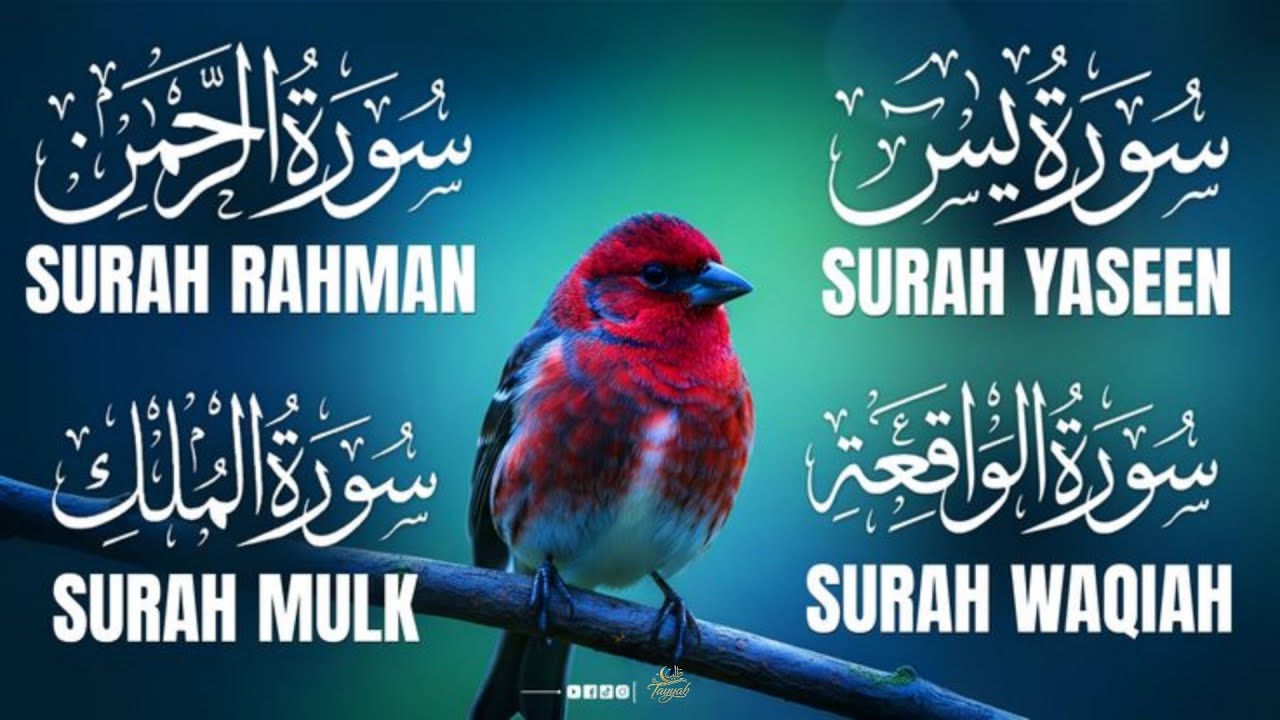 Very Nice Voice Surah Yaseen | Surah Rahman | Surah Waqiah | Surah Mulk l Reciter Ashraf Hussain
