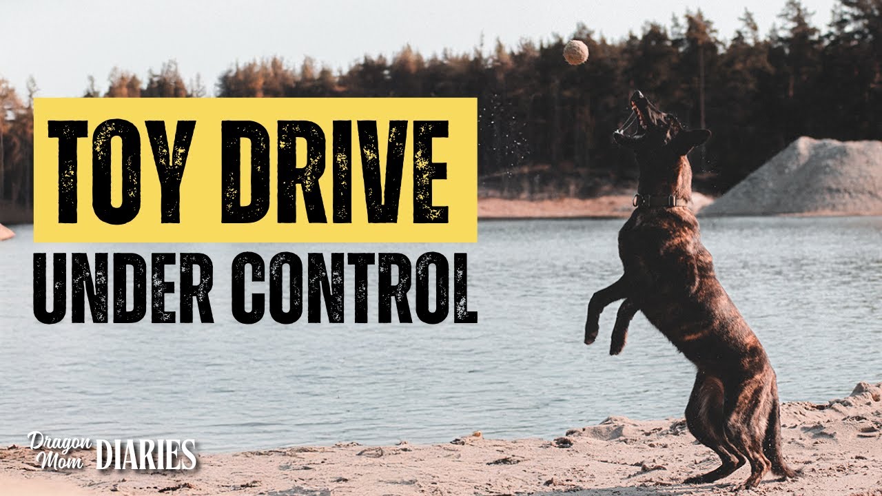 How I Teach Controlled Toy Drive in a High-Drive Dog
