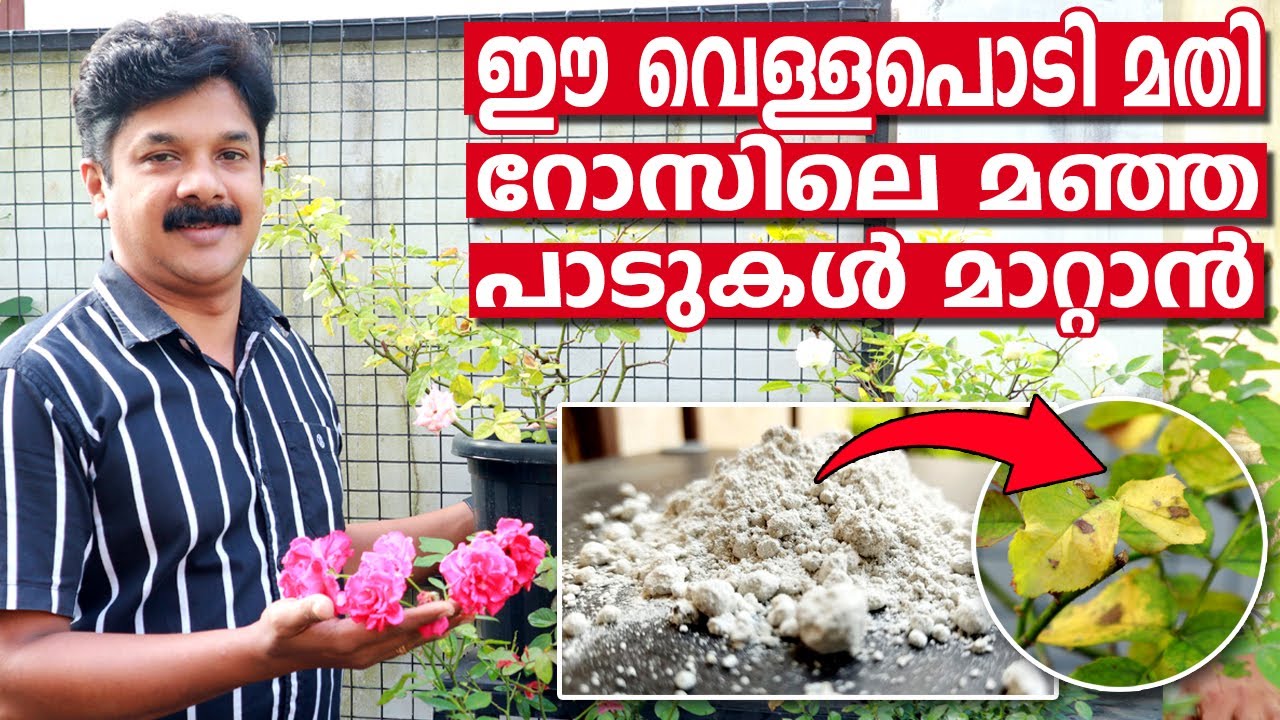 റോസിലെ മഞ്ഞ പാടുകൾ മാറ്റാൻ ഒരു എളുപ്പ മാർഗ്ഗം | Black Spot Rose Disease – Treatment