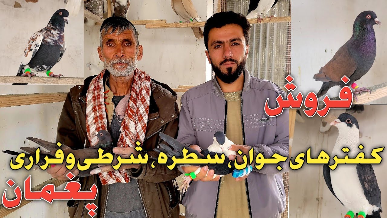 خیل جدید/کفترهای شرطی، فراری و کمیاب پغمان/به شرط و زمانت کفتر بخرید