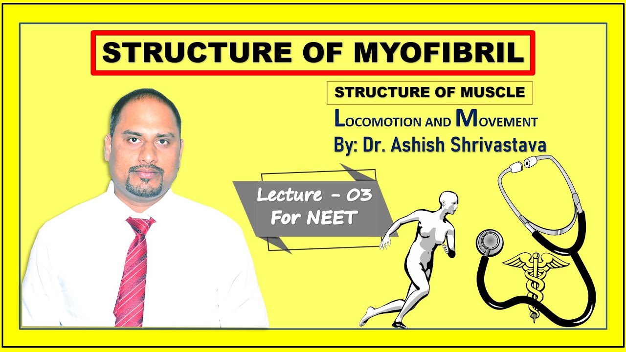 LECTURE- 3 STRUCTURE OF MYOFIBRIL| Locomotion And Movement